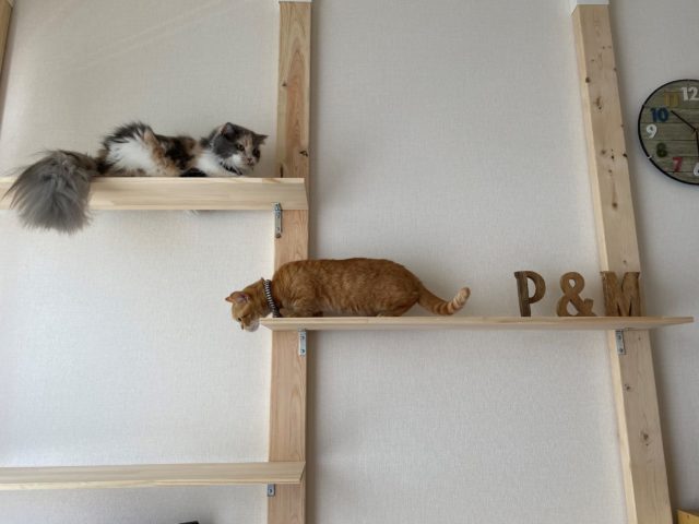 日曜大工！！🐈