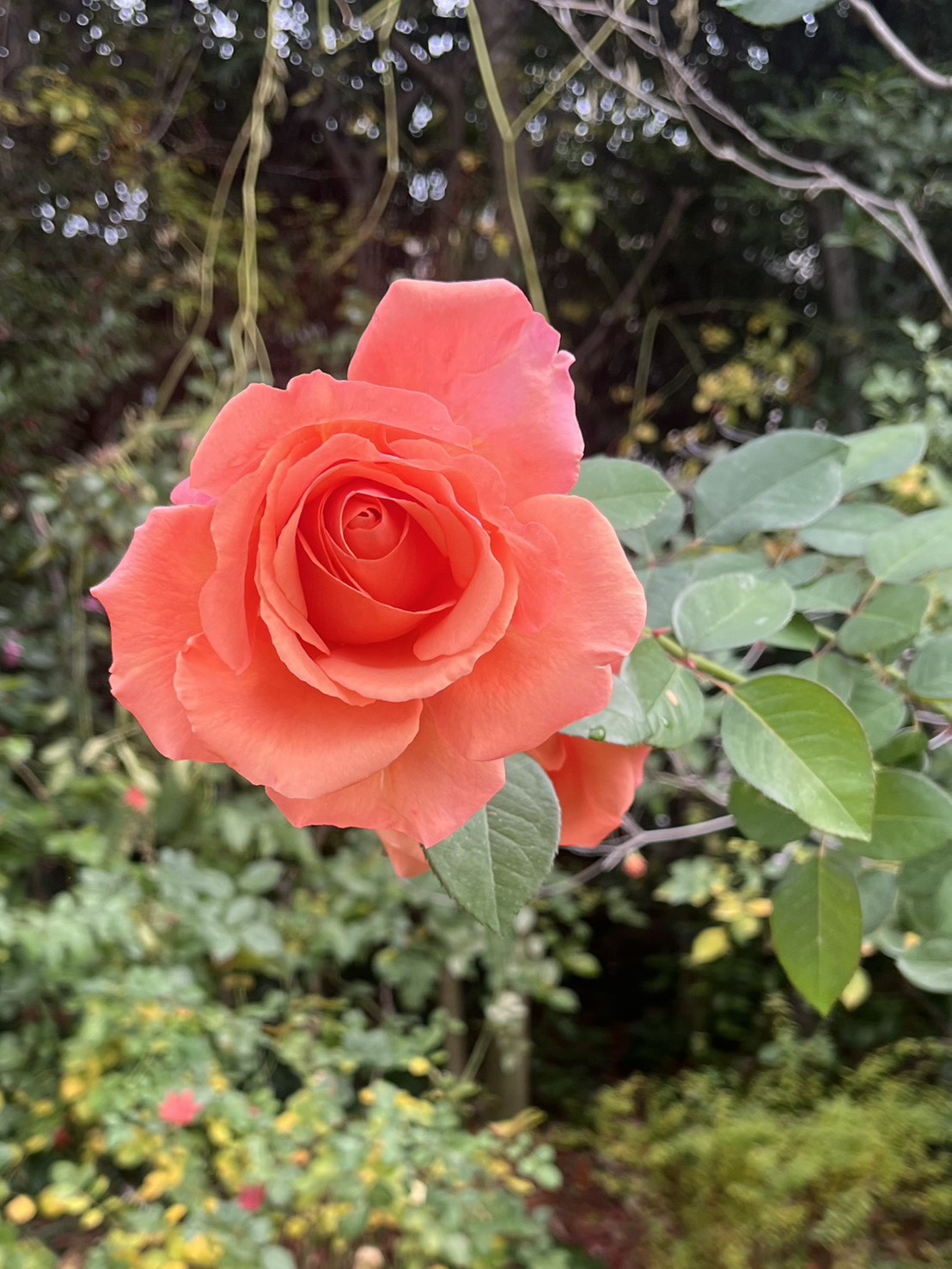 横浜イングリッシュガーデン🥀