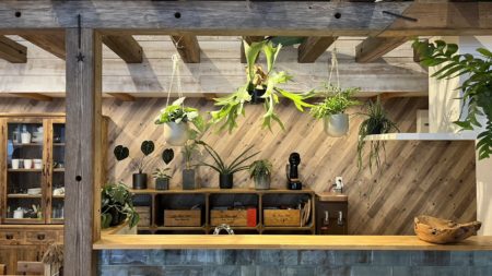 新しい植物の仲間入り🍃